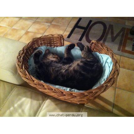 Photo 1/1 KITO Chat lost in Chasseneuil du poitou