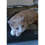 Picture of cat lost at Saint Mards En Othe