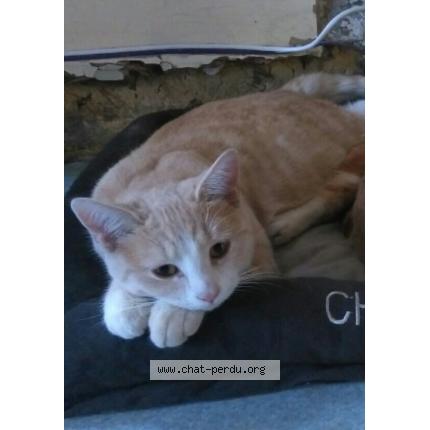 Photo 1/1 Mignonne Chat lost in Saint mards en othe