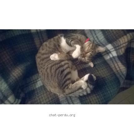 Photo 1/1 ricky Chat lost in Saint denis en val