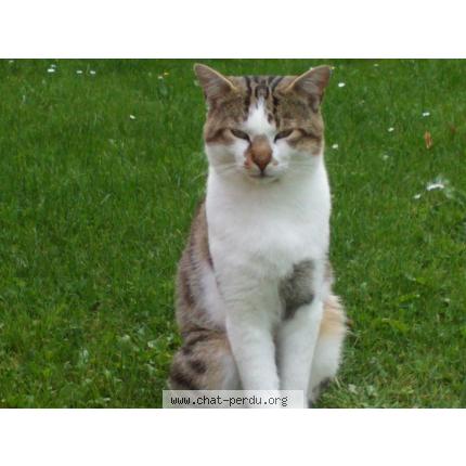Photo 1/1 Calinou Chat lost in Villiers le bel