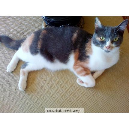 Photo 1/1 princesse Chat lost in Sourdeval