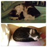 Picture of cat lost at Milly La Foret