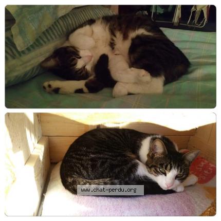 Photo 1/1 Eleni Chat lost in Milly la foret