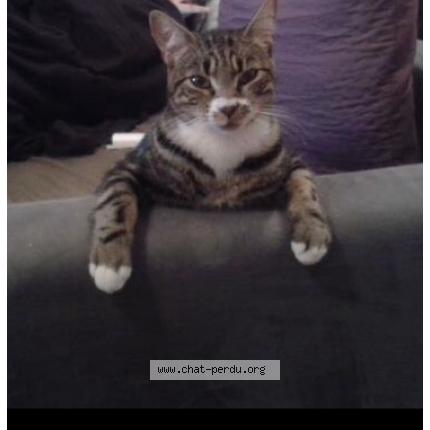 Photo 1/3 Jasper Chat lost in Cap ferret