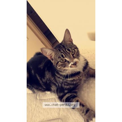 Photo 2/3 Jasper Chat lost in Cap ferret