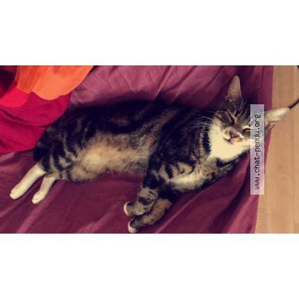 Photo 3/3 Jasper Chat lost in Cap ferret