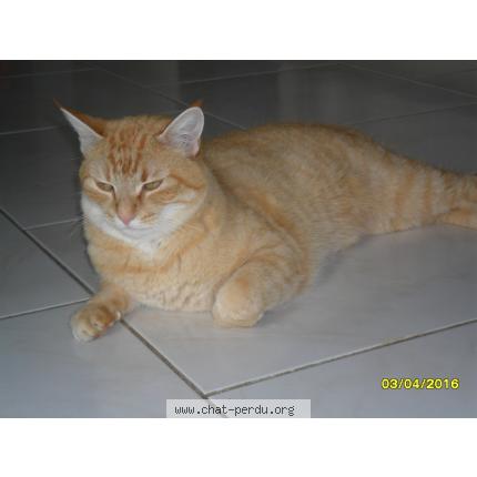 Photo 1/1 CARAMEL Chat lost in Saint florent