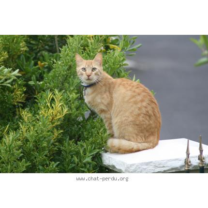 Photo 1/1 Caramel Chat lost in Ruille le gravelais