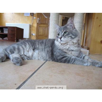 Photo 1/1 Goliath Chat lost in Grignon