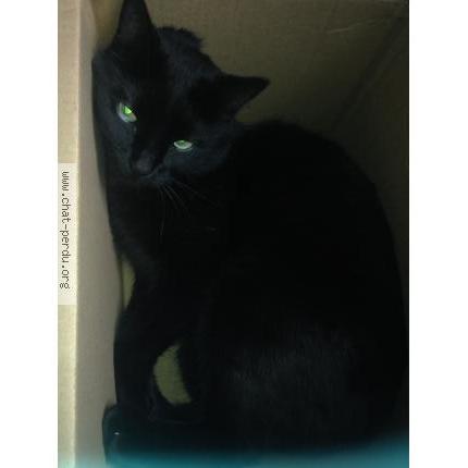 Photo 1/1 fl&eacute;tox Chat lost in Argenteuil