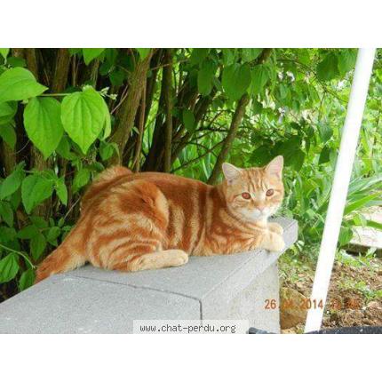 Photo 1/1 Ipsos Chat lost in Moyeuvre grande