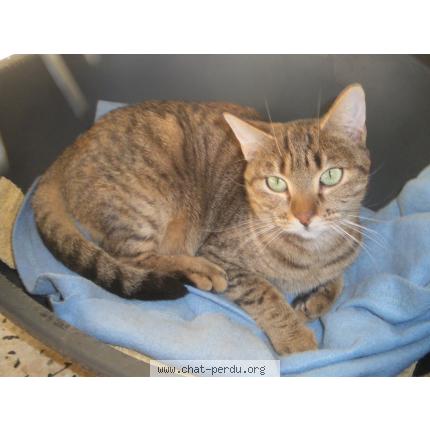 Photo 1/1 valentine Chat lost in Carcassonne