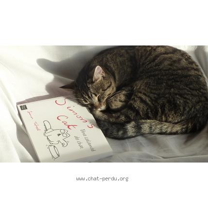 Photo 1/1 maroufle Chat lost in Wasquehal