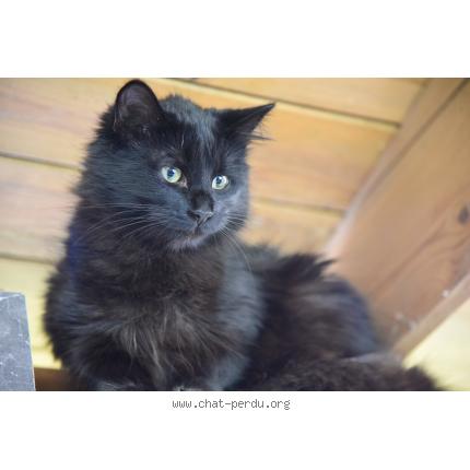 Photo 1/1 CHIPETTE Chat lost in Livron sur drome