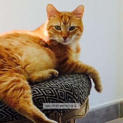 Photo 1/1 ZOREILLE Chat lost in Champagne au mont d or