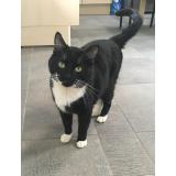 Picture of cat lost at Monteplain
