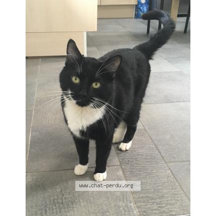 Photo 1/1 Loki Chat lost in Monteplain