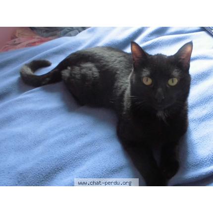 Photo 1/1 Liloo Chat lost in Ambrieres les vallees