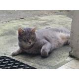 Picture of cat lost at Rennes