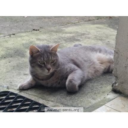 Photo 1/1 Puck Chat lost in Rennes