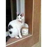 Picture of cat lost at Nimes