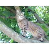 Picture of cat lost at Tinqueux