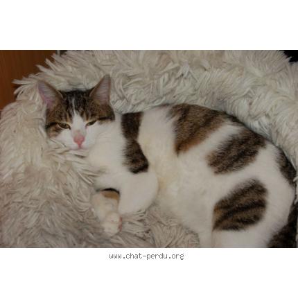 Photo 1/1 Mikado Chat lost in Le mans