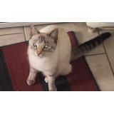 Picture of cat lost at Cholet