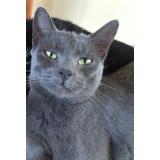 Picture of cat lost at Pont De Metz