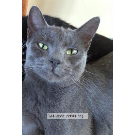 Photo 1/1 Grisou Chat lost in Pont de metz