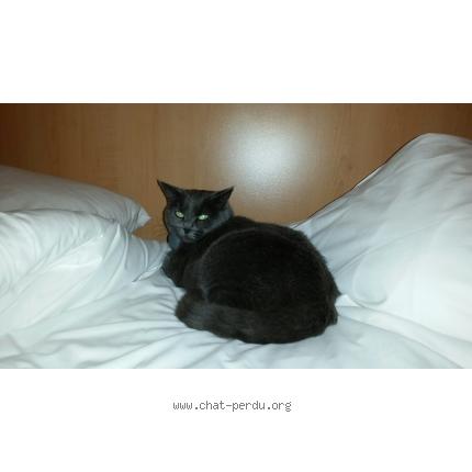 Photo 1/3 BLEUETTE Chat lost in Frejus