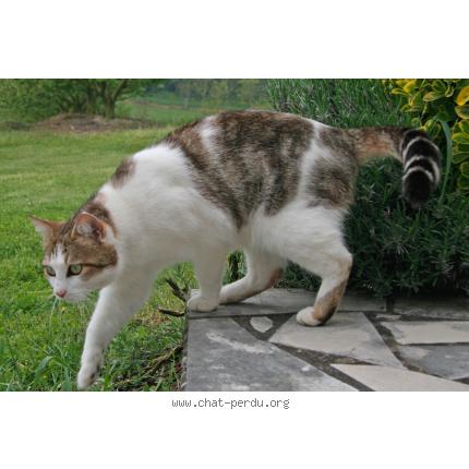 Photo 1/1 Valentin Chat lost in Montpezat de quercy