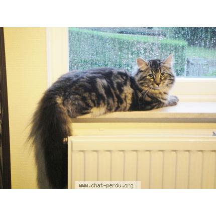 Photo 1/1 Toulouse Chat lost in Waterloo