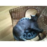 Picture of cat lost at Gouezec