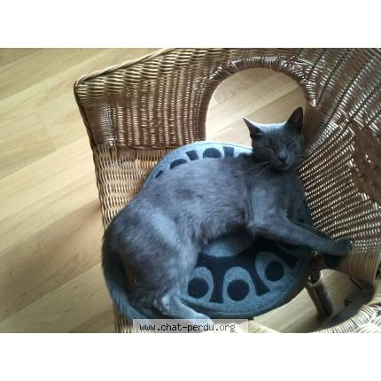 Photo 1/1 Tchico Chat lost in Gouezec