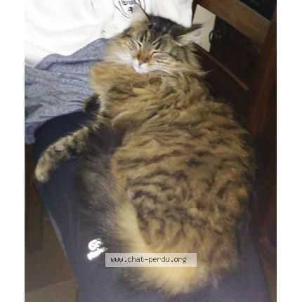 Photo 1/1 Blodeuwed Chat lost in La brulatte