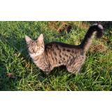 Picture of cat lost at Rancoudray