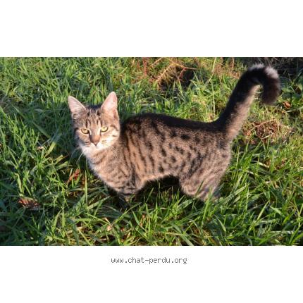 Photo 1/1 KASHMIR Chat lost in Rancoudray