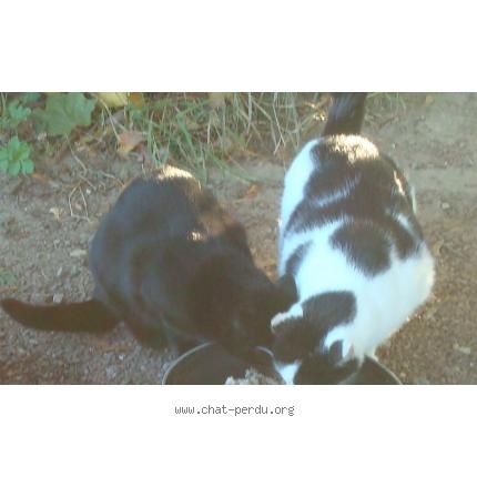 Photo 1/1 Miette Chat lost in Caen