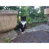 Picture of cat lost at Moyeuvre Grande