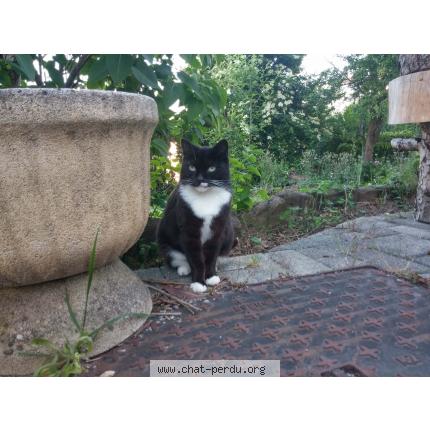 Photo 1/1 Paquet-de-beurre Chat lost in Moyeuvre grande