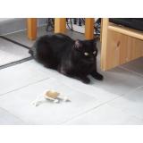 Picture of cat lost at Grenade