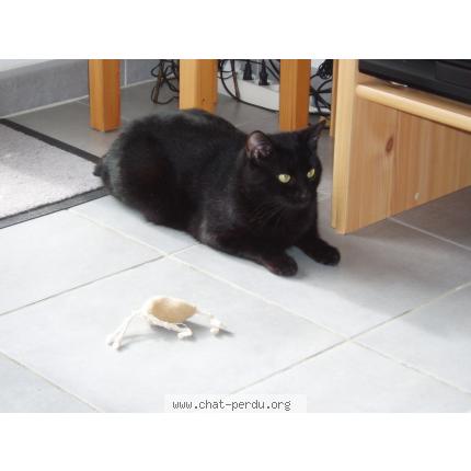 Photo 1/1 Mystère Chat lost in Grenade