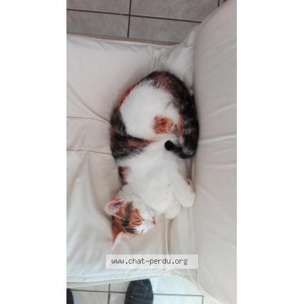 Photo 1/1 lucky Chat lost in Rillieux