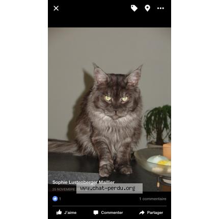 Photo 1/1 Caligula Chat lost in La forge wintzenheim