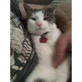 Picture of cat lost at Valframbert