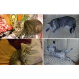 Picture of cat lost at Le Puy Sainte Reparade