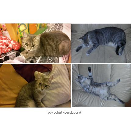 Photo 1/1 LALIE Chat lost in Le puy sainte reparade