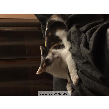 Photo 1/1 Ficelle Chat lost in Ligny en barrois